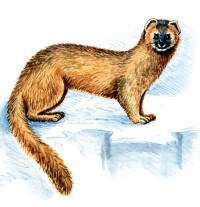 Колонок – Mustela sibirica