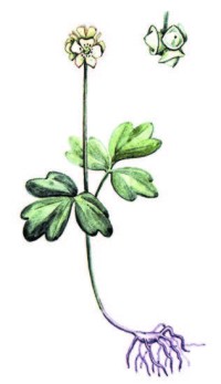 Адокса мускусная – Adoxa moschatellina L.