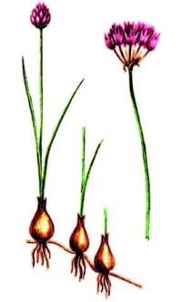 Лук индерский – Allium inderiense Fisch. ex Bunge