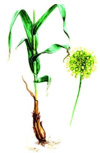 Лук косой – Allium obliquum L.