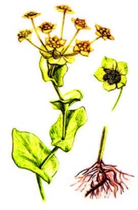 Володушка золотистая – Bupleurum aureum Fisch. ex Hoffm.