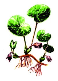 Копытень европейский – Asarum europaeum L.