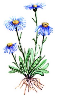 Астра альпийская – Aster alpinus L.