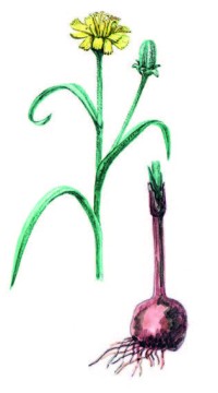Козелец клубненосный – Scorzonera tuberose Pall.
