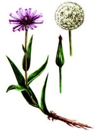 Козлобородник окаймленный – Tragopogon marginifolius Pavl.