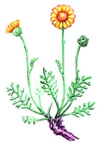 Пупавка Корнух-Троцкого – Anthemis trotzkiana Claus