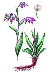 Риндера четырехостная – Rindera tetraspis Pall.