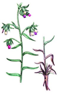 Оносма красильная – Onosma tinctoria Bieb. s.l.