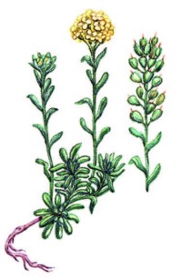 Бурачок ленский – Alyssum lenense Adams