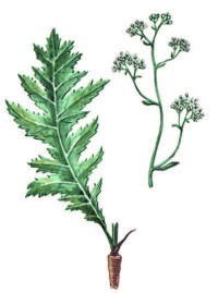 Катран татарский – Crambe tatarica Sebeok