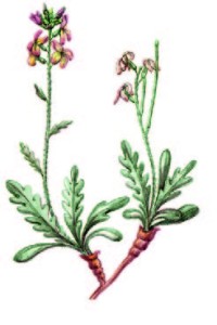 Левкой душистый – Matthiola fragrans Bunge