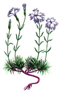 Гвоздика иглолистная – Dianthus acicularis Fisch. ex Ledeb.