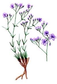 Качим скальный – Gypsophila rupestris A.N. Kuprian.