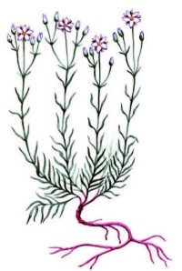 Минуарция Крашенинникова – Minuartia krascheninnikovii Schischk.