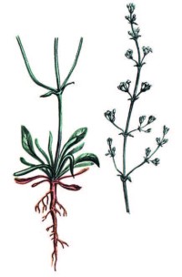 Смолевка башкирская – Silene baschkirorum Janisch.