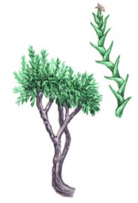 Нанофитон ежовый – Nanophyton erinaceum (Pall.) Bunge