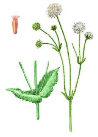 Короставник татарский – Knautia tatarica (L.) Szabo
