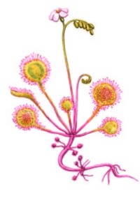 Росянка круглолистная – Drosera rotundifolia L.