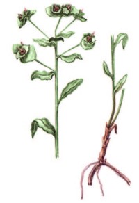 Молочай волнистый – Euphorbia undulata Bieb.