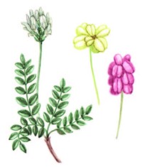 Астрагал вздутоплодный – Astragalus physocarpus Lebeb.