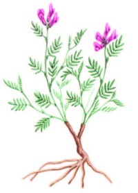 Астрагал почти-дуговидный – Astragalus subarcuatus M. Pop.