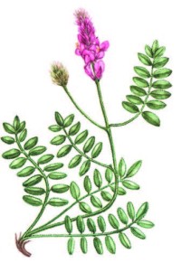 Копеечник Гмелина – Hedysarum gmelinii Ledeb.