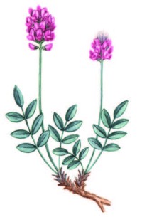 Копеечник серебристый – Hedysarum argyrophyllum Ledeb.