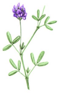 Люцерна Комарова – Medicago komarovii Vass.