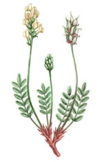 Остролодочник Гмелина – Oxytropis gmelini Fisch. ex Boriss.