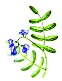 Чина изогнутая – Lathyrus incurvus (Roth) Roth