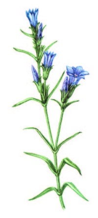 Горечавка легочная – Gentiana pneumonanthe L.