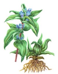 Горечавка крестовидная – Gentiana cruciata L.