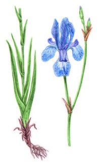 Касатик сибирский – Iris sibirica L.