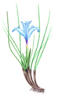 Касатик тонколистный – Iris tenuifolia Pall.