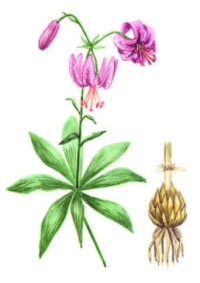 Лилия кудреватая – Lilium martagon L.