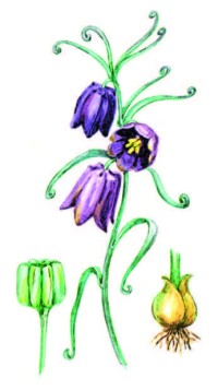 Рябчик русский – Fritillaria ruthenica Wickstr.