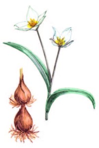 Тюльпан двухцветковый – Tulipa biflora Pall.