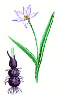 Тюльпан поникающий – Tulipa patens Agardh ex Schult. et Schult. fil.