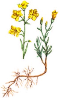Лен уральский – Linum uralense Juz.