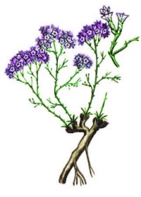 Кермек крупнокорневой – Limonium macrorhizon (Ledeb.) O. Kuntze