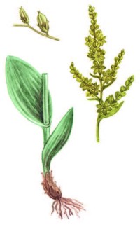 Чемерица Лобеля – Veratrum lobelianum Bernh.