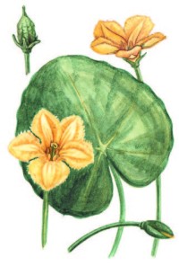 Нимфейник щитолистный – Nymphoides peltata (S.G. Gmel.) O. Kuntze