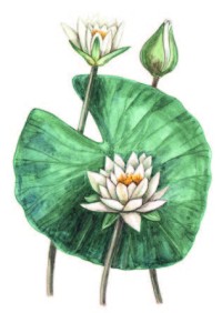 Кувшинка белая – Nymphaea alba L.