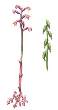 Ладьян трехнадрезный – Corallorhiza trifida Chatel.