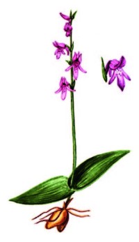 Неоттианта клобучковая – Neottianthe cucullata (L.) Schlechter