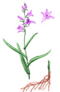 Пыльцеголовник красный – Cephalanthera rubra (L.) Rich.
