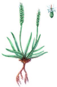 Подорожник Крашенинникова – Plantago krascheninnikovii C. Serg.