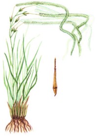 Ковыль красивейший – Stipa pulcherrima C. Koch.