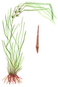 Ковыль опушеннолистный – Stipa dasyphylla (Lindem.) Trautv.