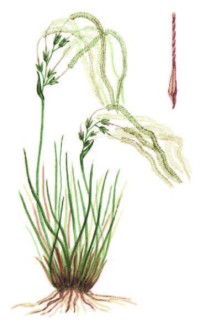 Ковыль перистый, Иоанна – Stipa pennata L.